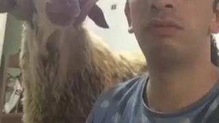 بیچاره گرخید