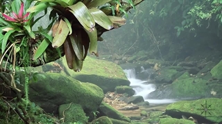 5 جنگل نابود‌شده