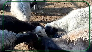 استفاده دام و طیور از علوفه هیدروپونیک