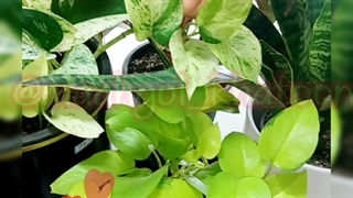 نبایدهای کودپروتکت دهی گیاهان خاک ارگانیک بهکام زمان آبیاری پتوس نئون گلدان کرج فردیس