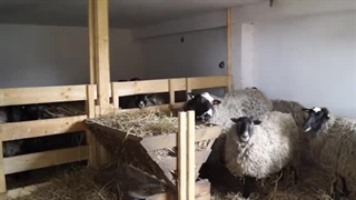 گوسفند رومانوف