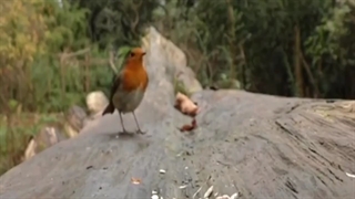 محمدرضا شجریان - آخر از راه دل و دیده...