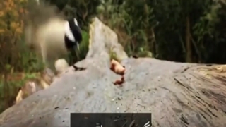 محمدرضا شجریان - گرچه مجنونم و ...