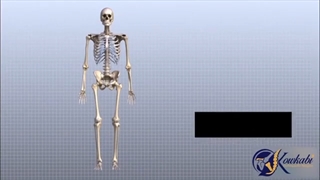 آشنایی با آناتومی زانو