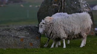 گله گوسفندان | گوسفند