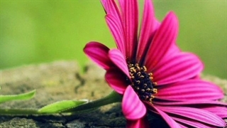 موزیک ویدیو آهنگ جانان با صدای مهدی یغمایی