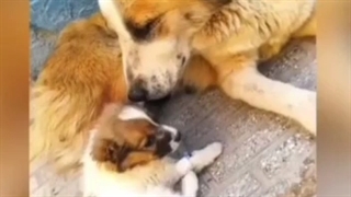 ╥﹏╥ ❤