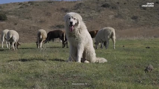 سگ گله گوسفندان