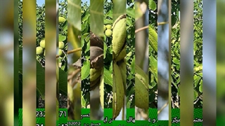 خرید نهال گردو پیوندی از بزرگترین مرکز فروش نهال گردو در کرج نوین گردو