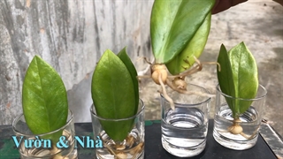 تکثیر برگ زامیفولیا در آب