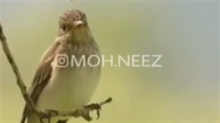 راز بقا طنز قسمت ۷